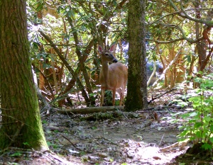 This deer was only a few feet from us. They have no fear up there.