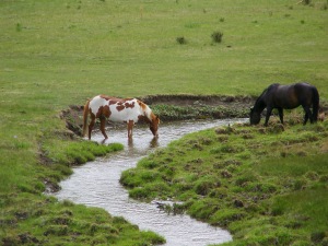horses at the ranch